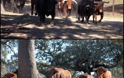 Ganadería de toro de lidia de primera categoría en 4×4, Salamanca