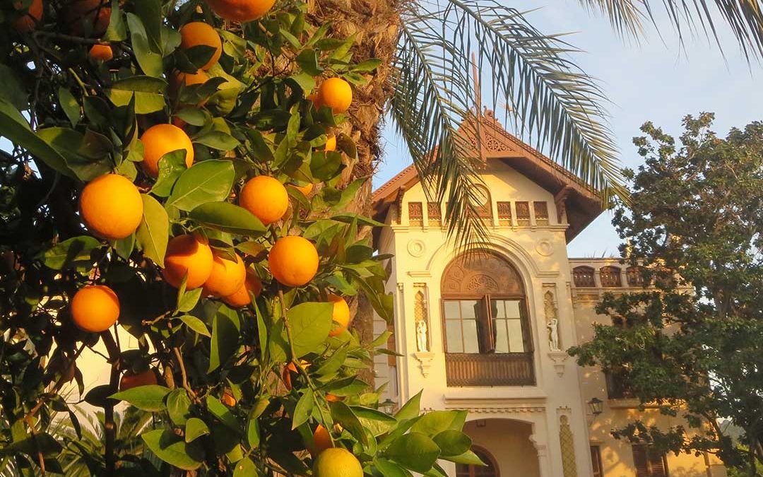 Visita nuestro Huerto, vive la experiencia Ribera en Carcaixent