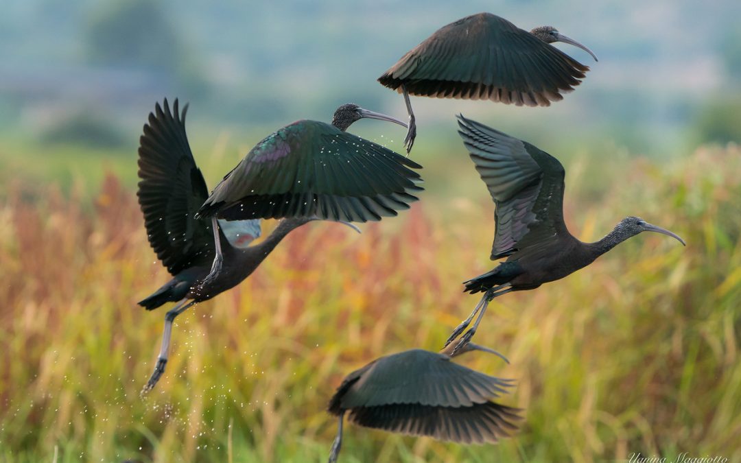 Descubre las aves y biodiversidad de la Marjal dels Moros