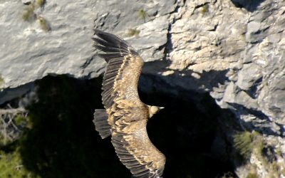 Birding. 6 Observatorios de Aves. Cinctorres