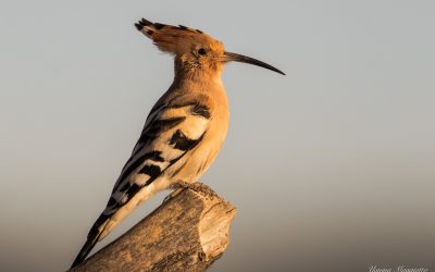 Descubre las aves y biodiversidad de Ribarroja del Turia