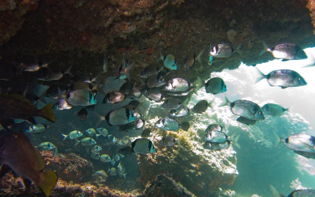 CURSO BUCEO OPEN WATER DIVER