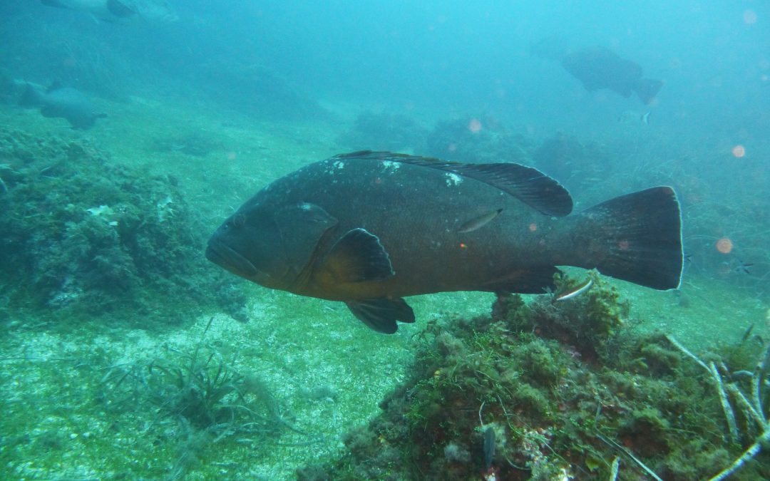 Inmersión en Reserva Marina Isla Tabarca