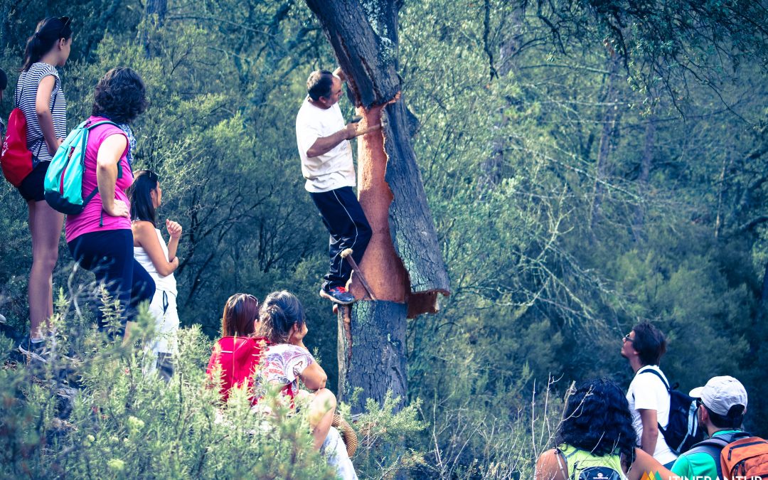 EXPERIENCIA ÚNICA: LA SACA DEL CORCHO EN LOS ALCORNOCALES DE ESPADÁN