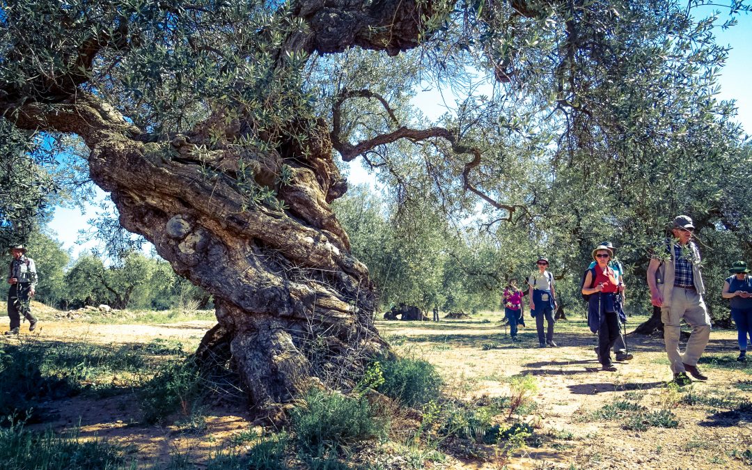 FIN DE SEMANA GASTRO-CULTURAL. Oleoturismo y enoturismo entre Olivos Milenarios