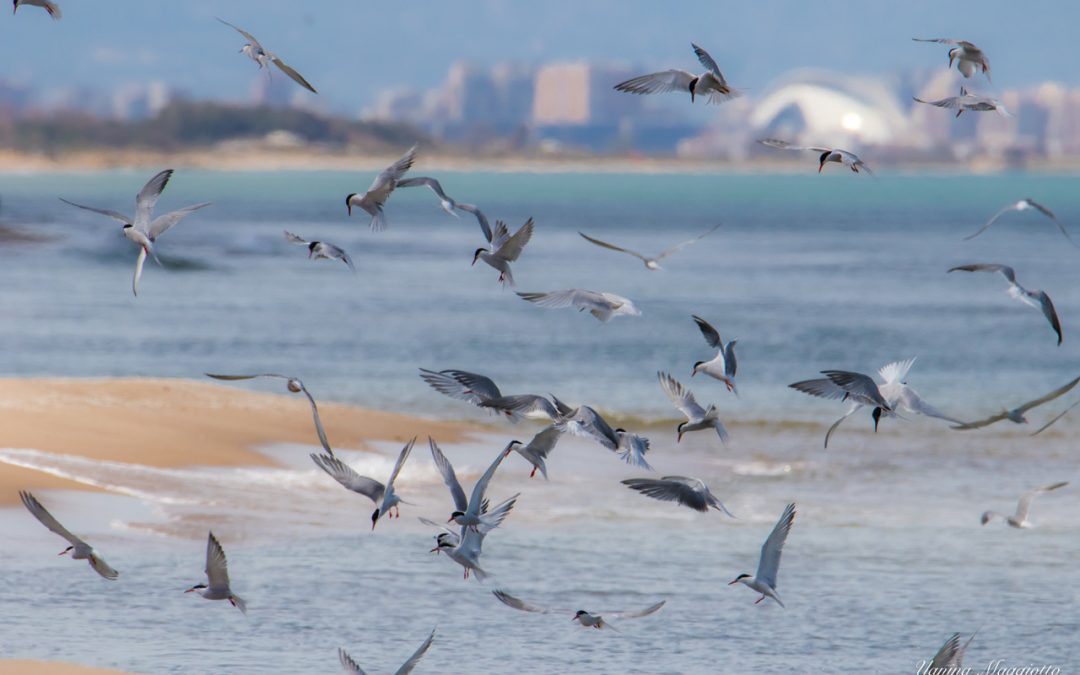 Descubre las aves y la historia del Parque Natural de l’Albufera